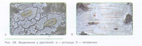 УДАЛЕНИЕ ИЗ ОРГАНИЗМА КОНЕЧНЫХ ПРОДУКТОВ ОБМЕНА ВЕЩЕСТВ_001